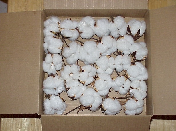RAW COTTON FOR SALE